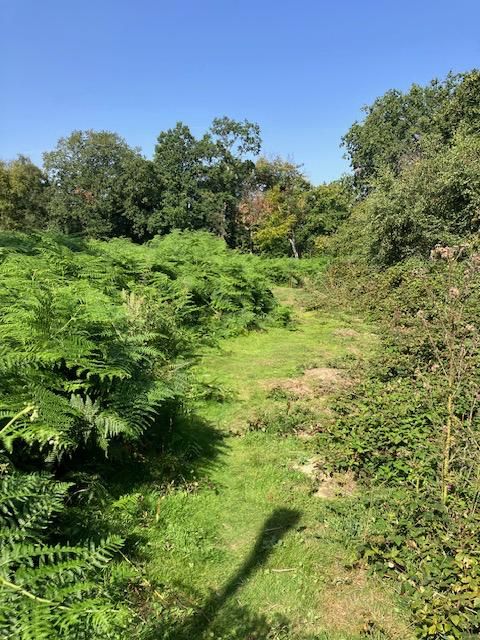 On the Weald